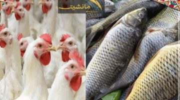 أسعار الأسماك والدواجن اليوم الثلاثاء في الأسواق المصرية بعد أيام من المقاطعة