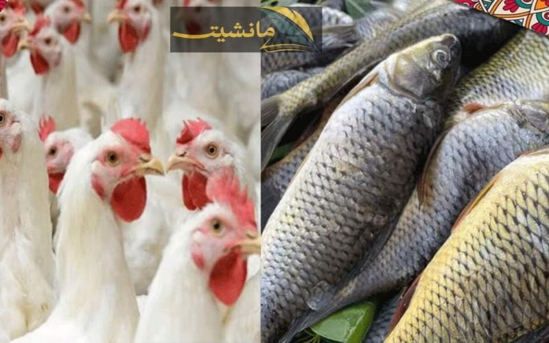 أسعار الأسماك والدواجن اليوم الثلاثاء في الأسواق المصرية بعد أيام من المقاطعة