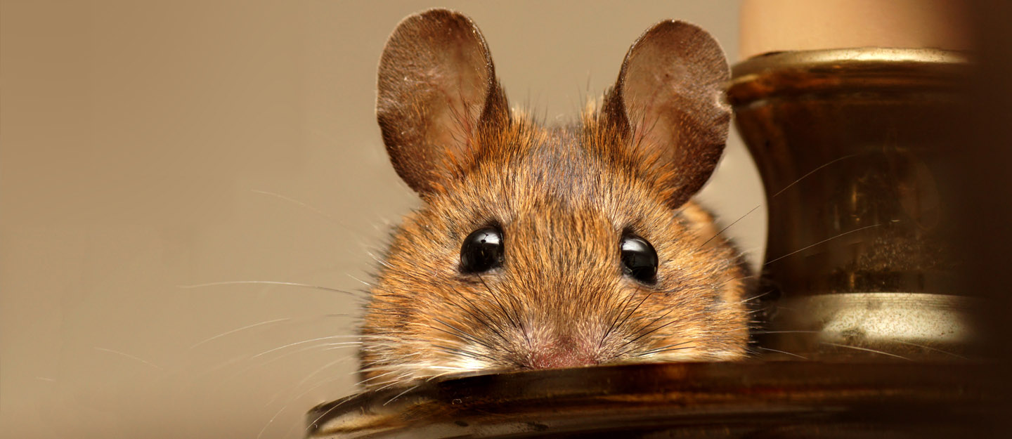 طرق مختلفة للقضاء على الفئران نهائيا بدون مبيدات