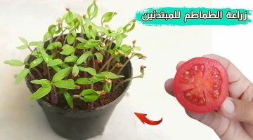 مش هتشتريها من برا تاني .. طريقة زراعة الطماطم في المنزل من الألف إلى الياء