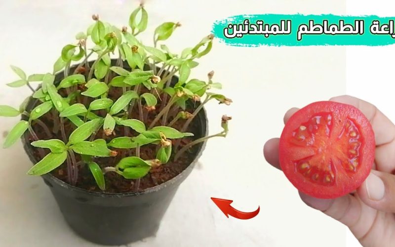 مش هتشتريها من برا تاني .. طريقة زراعة الطماطم في المنزل من الألف إلى الياء