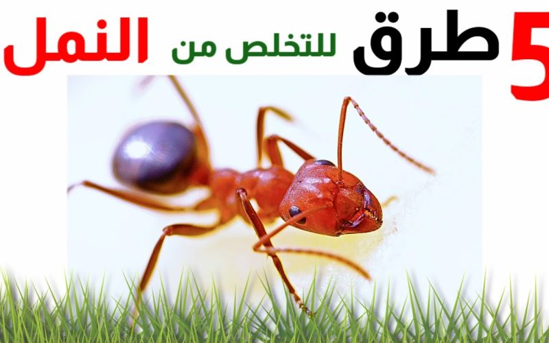 “مش هتشوفيه تاني” طرق سحرية للقضاء على النمل نهائيًا… هيختفي من بيتك طول الصيف