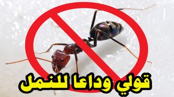 طريقة سحرية للقضاء على النمل قبل الصيف بأمان تام بدون رش أو مبيدات ضارة بالصحة