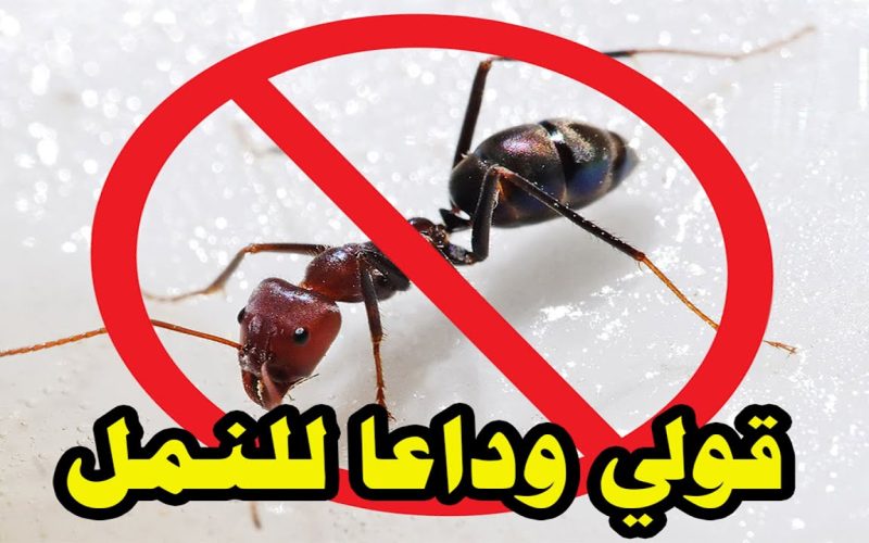 طريقة سحرية للقضاء على النمل قبل الصيف بأمان تام بدون رش أو مبيدات ضارة بالصحة