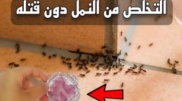 مكونات سحرية لـ التخلص من النمل نهائيا في حر الصيف بدون مبيدات.. مش هتشوفهم تاني!!