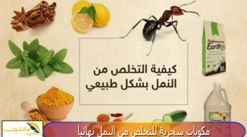 “بدون مبيدات” مكونات سحرية للتخلص من النمل نهائيا طوال فصل الصيف