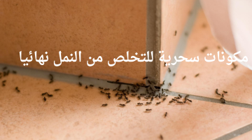 مش هتشوفي ولا نملة تاني .. مكونات سحرية للتخلص من النمل نهائيا