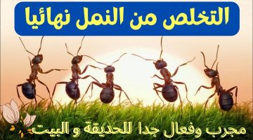 “بدون مواد كيميائية” 4 مكونات سحرية وامنة على الصحه للتخلص من النمل نهائيا طوال فصل الصيف