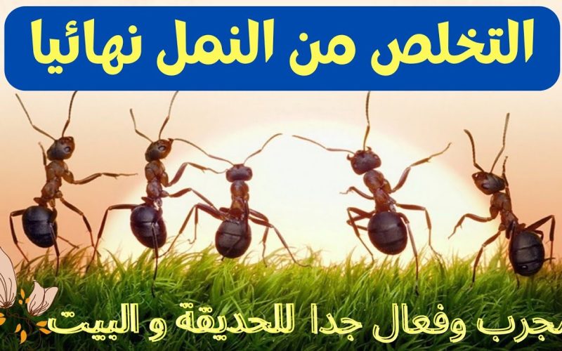“بدون مواد كيميائية” 4 مكونات سحرية وامنة على الصحه للتخلص من النمل نهائيا طوال فصل الصيف